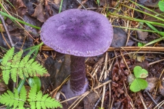 Паутинник фиолетовый